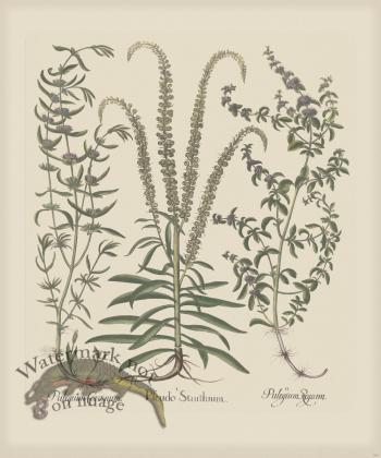 Besler 164 Colored  B2